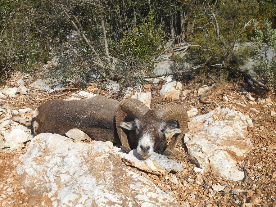 mouflon