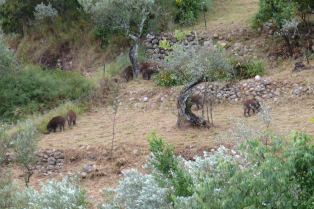 famille de sangliers